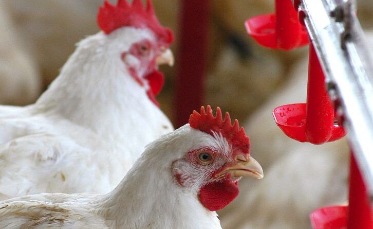 Brasil confirma primeiros casos de gripe aviária em aves silvestres