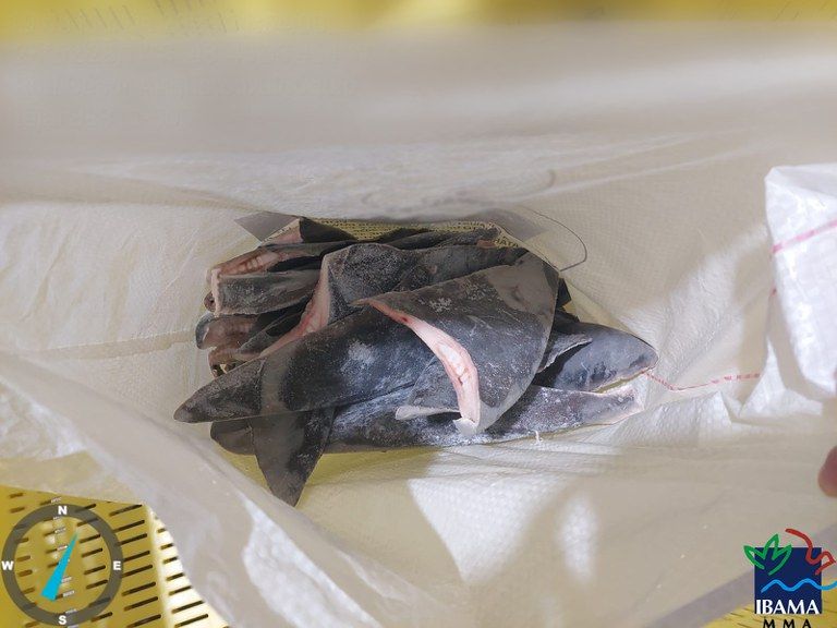 Ibama apreende 28,7 toneladas de barbatanas de tubarão com origem irregular