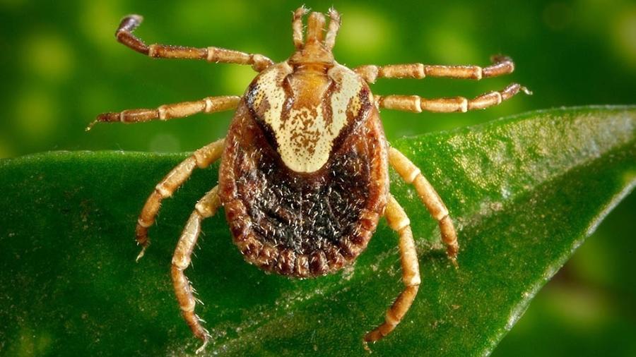 São Paulo registra morte por febre maculosa