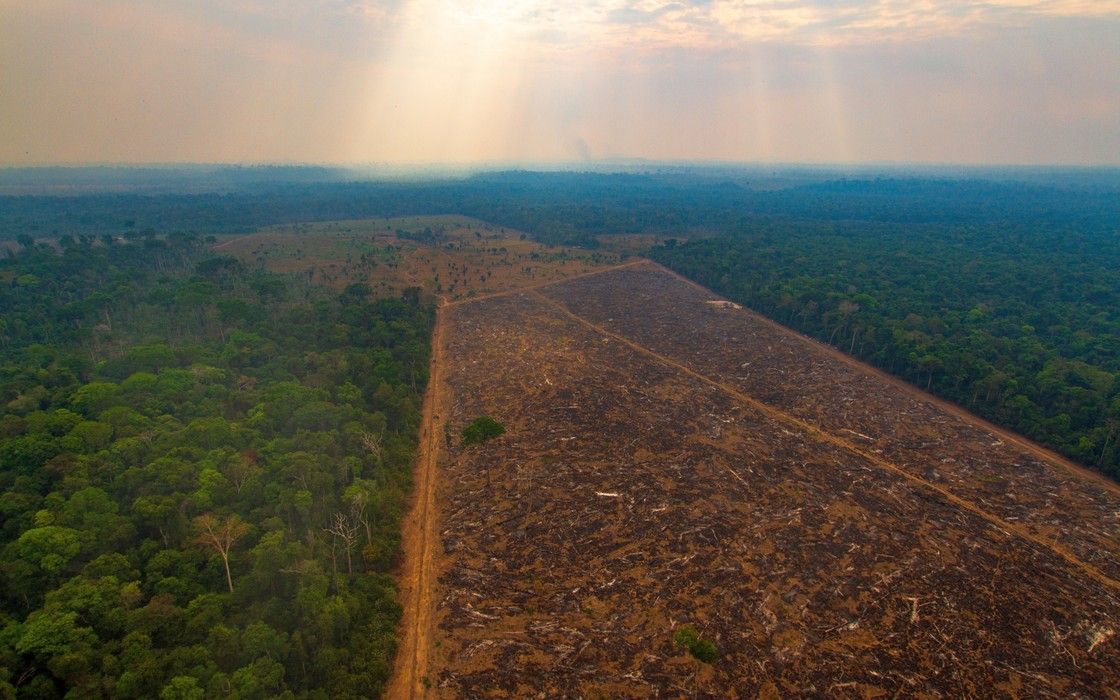 Desmatamento cresceu 22% em 2022; Amazônia perdeu 21 árvores por segundo