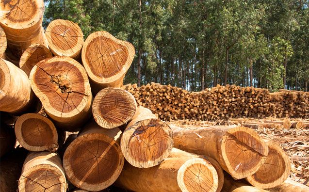 MPF ajuiza ação contra administrador da Neo Wood e empresa por aquisição de madeira ilegal