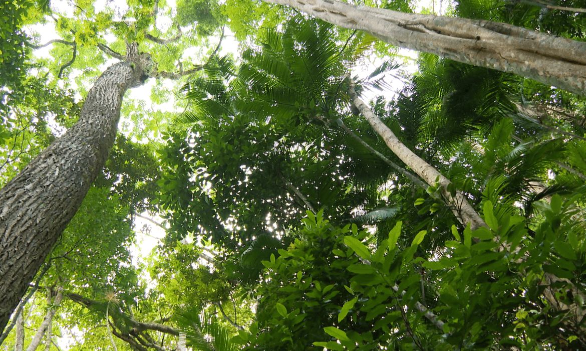Edital destina R$ 25 milhões à recuperação da Mata Atlântica no Rio Edital destina R$ 25 milhões à recuperação da Mata Atlântica no Rio
