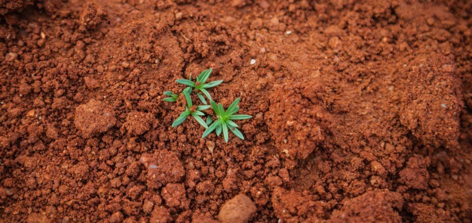 Brasil estoca no solo o equivalente a 70 anos de emissões de CO2