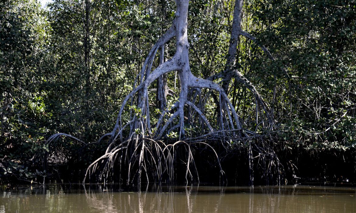 Manguezais evitam absorção de carbono pela atmosfera, apontam estudos
