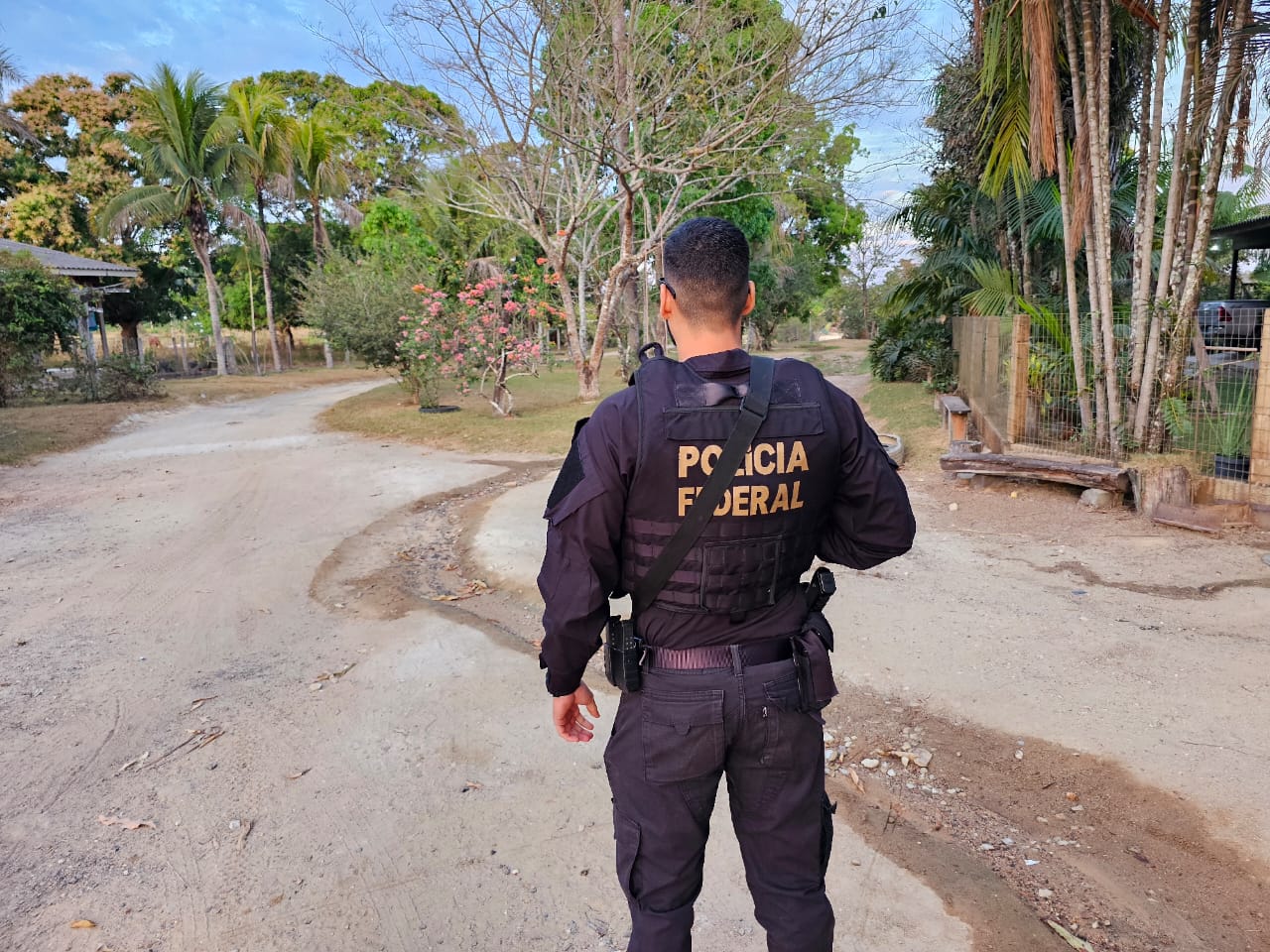 PF combate desmatamento para criação de gado na floresta amazônica