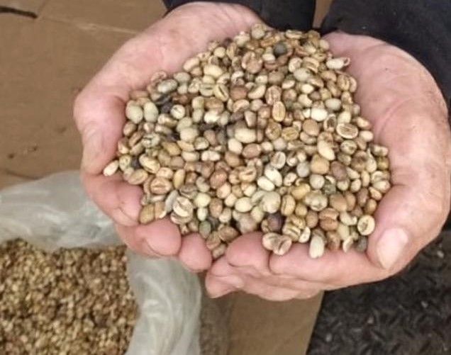 Governo do AM auxilia no escoamento de 10 toneladas de café para a empresa Três Corações