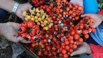 Guaraná da Amazônia é tema de workshop para impulsionar cadeias produtivas prioritárias