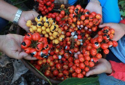 Guaraná da Amazônia é tema de workshop para impulsionar cadeias produtivas prioritárias