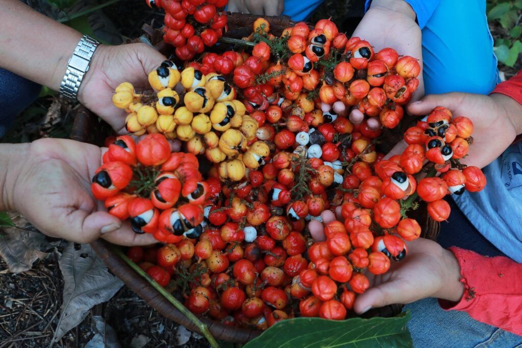 Guaraná da Amazônia é tema de workshop para impulsionar cadeias produtivas prioritárias