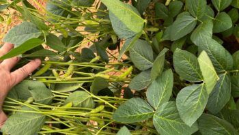 Adaf alerta agricultores afetados pela estiagem sobre autorização para plantio excepcional da soja