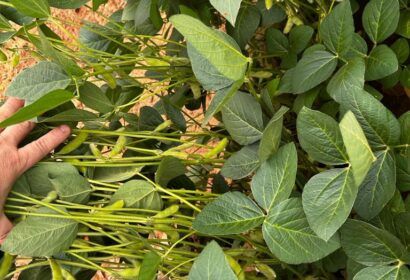 Adaf alerta agricultores afetados pela estiagem sobre autorização para plantio excepcional da soja