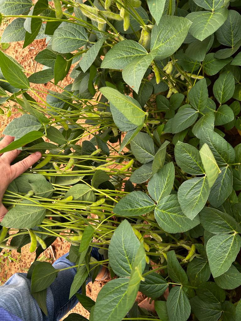 Adaf alerta agricultores afetados pela estiagem sobre autorização para plantio excepcional da soja Adaf alerta agricultores afetados pela estiagem sobre autorização para plantio excepcional da soja