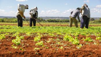 agro-do-quadrado-producao-de-h