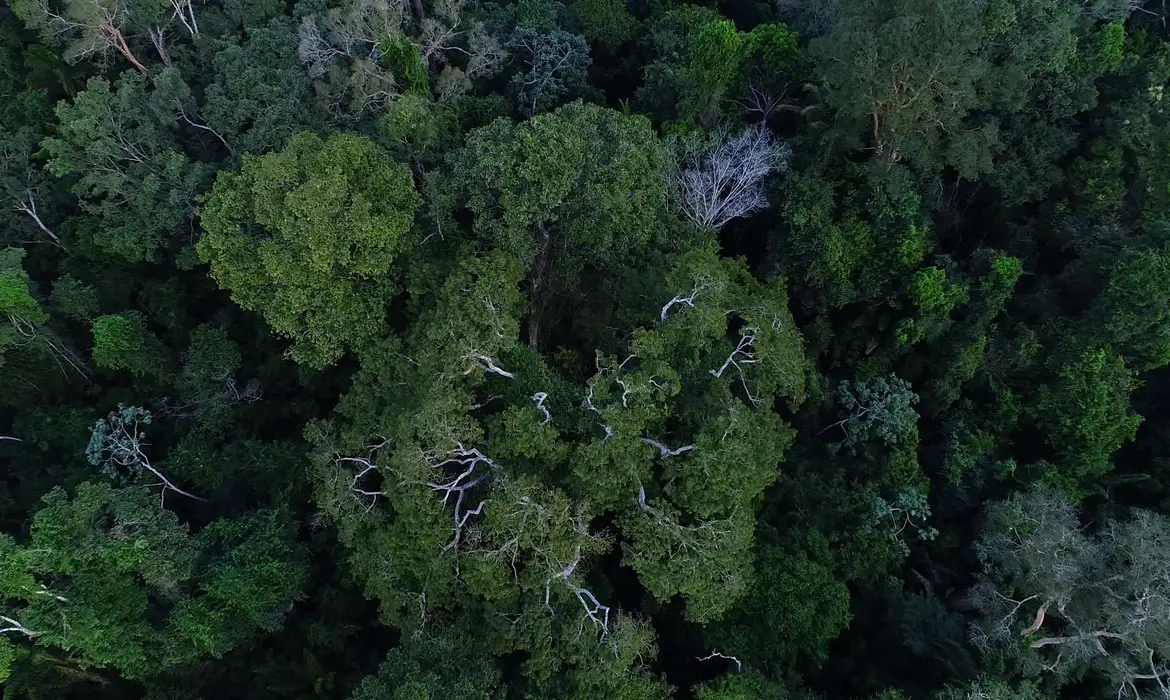 Foto: Divulgação/TV Brasil BNDES anuncia entidades escolhidas para recuperar floresta amazônica