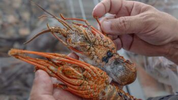 governo-publica-novas-regras-p