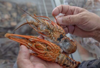 governo-publica-novas-regras-p