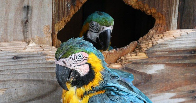 Foto: Luan Marcel/Ibama
Ibama seleciona consultoria para elaboração de mapeamento do comércio e tráfico internacional de espécies Cites da fauna
