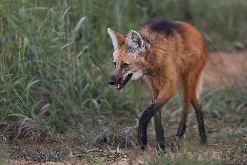 Em um dos casos mais recentes, o Batalhão Policial de Meio Ambiente (BPMA) resgatou um lobo-guará, espécie emblemática do Cerrado | Foto: Joel Rodrigues/Agência Brasília
Mais de 1,5 mil animais silvestres já foram resgatados em estradas do DF em 2024