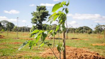 mais-de-2-mil-arvores-ja-foram