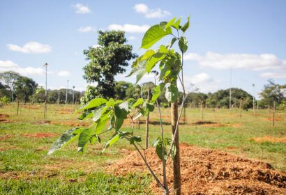 mais-de-2-mil-arvores-ja-foram