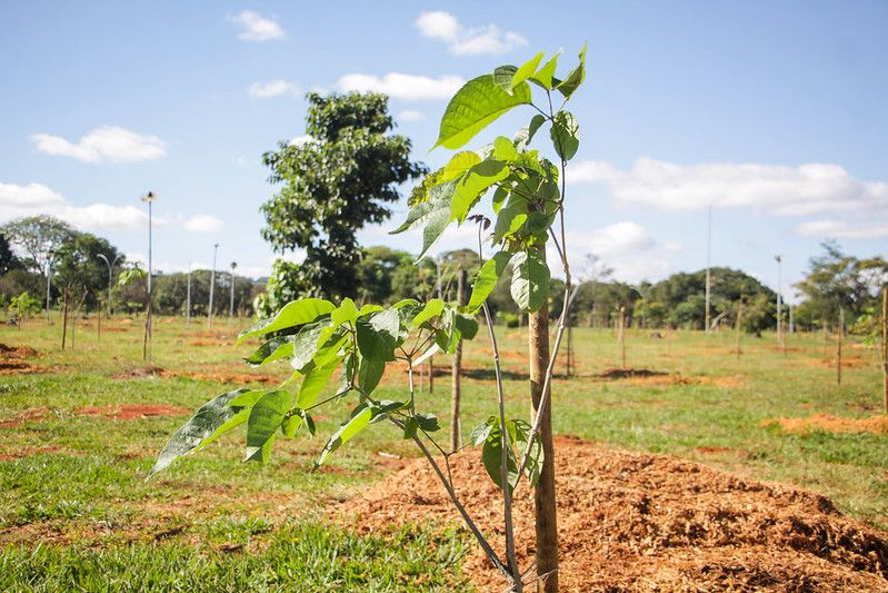 Mais de 2 mil árvores já foram plantadas para substituir antigos pinheiros do Parque da Cidade