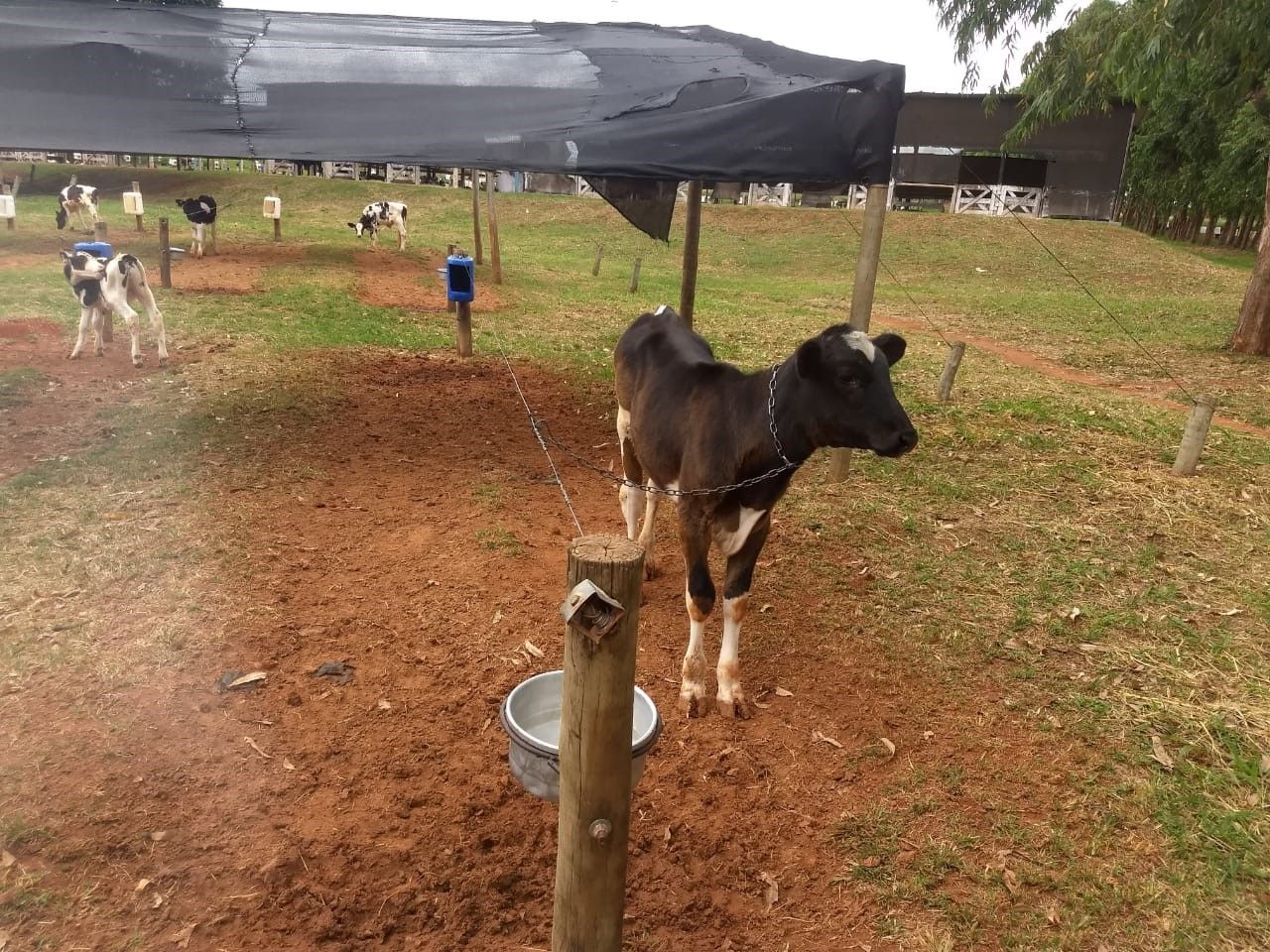 Novo modelo de instalação para bezerros é mostrado na AgroBrasília