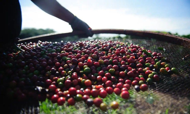 Foto: Marcelo Camargo/Agência Brasil
Produção de café na safra 2024 é estimada em 58,81 milhões de sacas