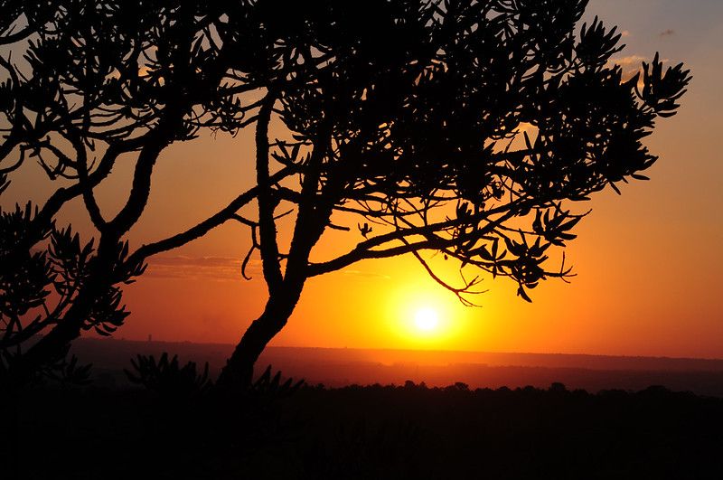 Prorrogadas inscrições para pesquisa sobre produtos florestais não madeireiros