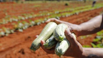 agro-do-quadrado-producao-do-d