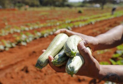 agro-do-quadrado-producao-do-d