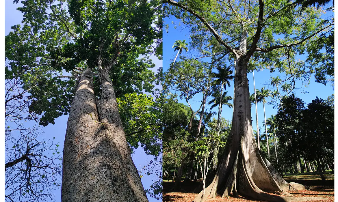Foto: Divulgação/Alexandre Machado/Jardim Botânico Jardim Botânico planta mudas de cinco espécies em Dia do Ambiente