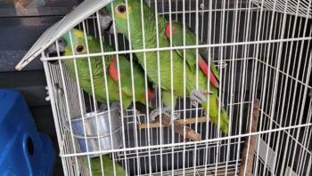 pcdf-prende-160-autores-de-cri