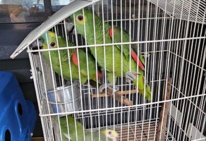 pcdf-prende-160-autores-de-cri