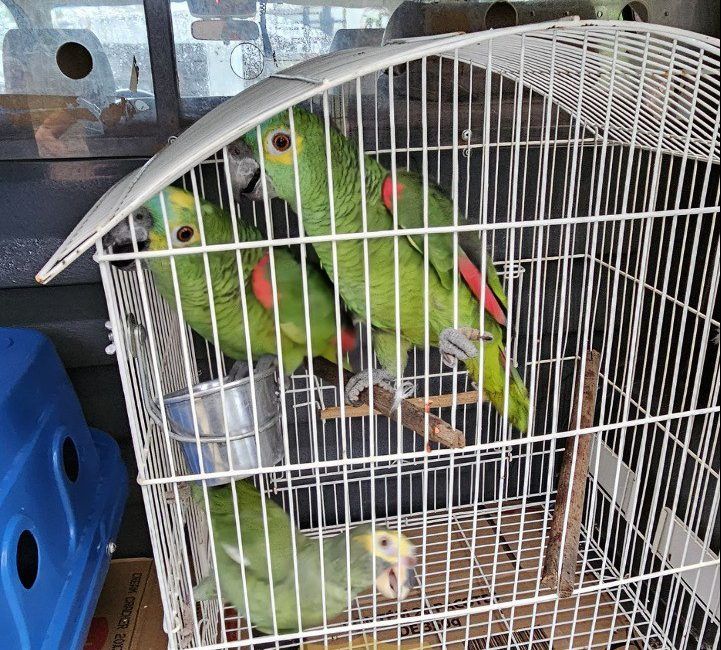 PCDF prende 160 autores de crimes ambientais em um ano