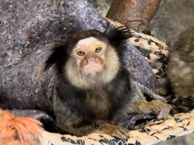 Foto: Divulgação/Agência Brasilia Zoológico de Brasília adota medidas para o bem-estar de animais no inverno