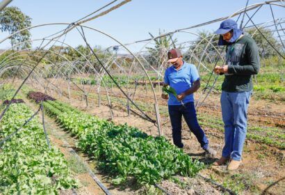 gdf-impulsiona-producao-rural-