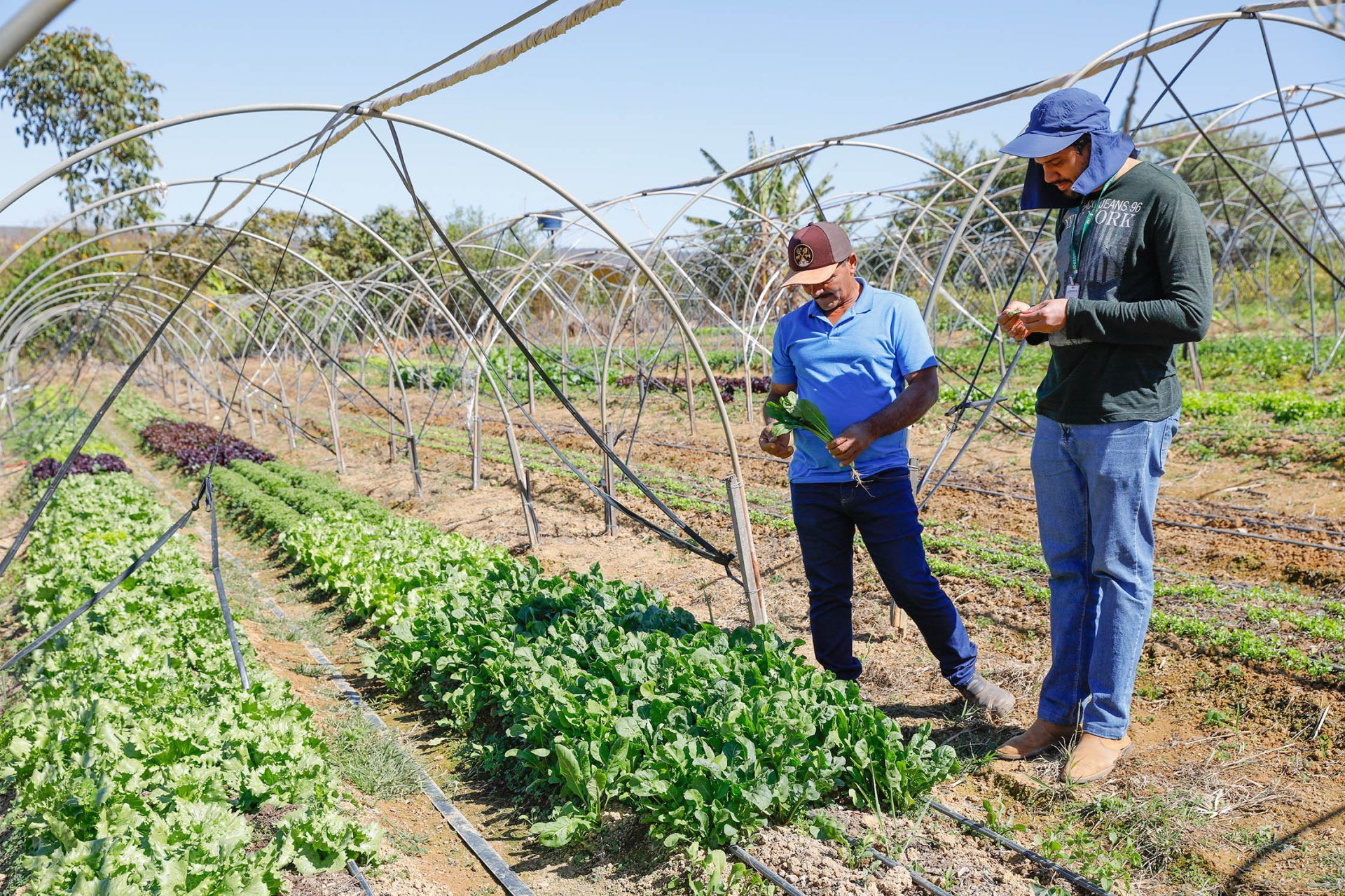 GDF impulsiona produção rural com qualificação e linhas de crédito