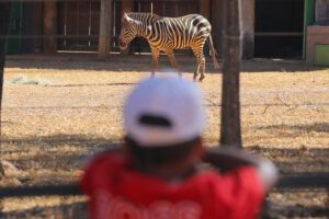 zoo-de-brasilia-recebe-novos-a