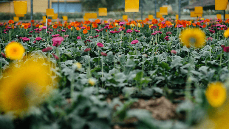 A Agência de Notícias do Turismo separou alguns dos melhores lugares para aproveitar a estação das flores no Brasil Foto: (Alexandre Pottes Macedo/Prefeitura de Holambra) Confira destinos turísticos nacionais que são a cara da primavera