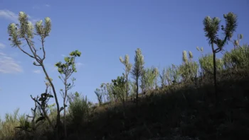 Em toda a cobertura natural do país que sofreu transformação no uso do solo, o bioma, proporcionalmente, só foi menos afetado que o Pampa, que perdeu 28% de vegetação nativa ao longo desses anos Foto: (Joédson Alves/Agência Brasil)