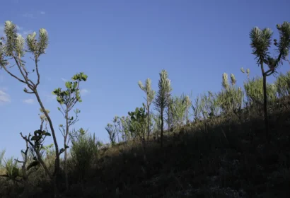 Em toda a cobertura natural do país que sofreu transformação no uso do solo, o bioma, proporcionalmente, só foi menos afetado que o Pampa, que perdeu 28% de vegetação nativa ao longo desses anos Foto: (Joédson Alves/Agência Brasil)
