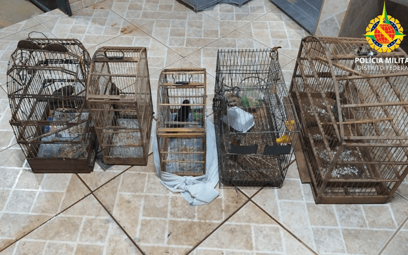 Foto: (Divulgação/PMDF) Operação Conjunta da PMDF Resulta em Prisões, Apreensões e Resgate de Animais Silvestres na Cidade Estrutural