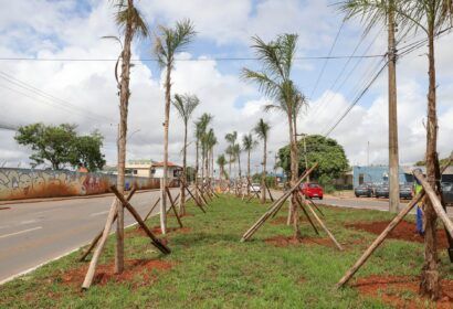 O GDF investe mais de R$354 mil para o paisagismo na região Fotos: (Paulo H. Carvalho/Agência Brasília)
