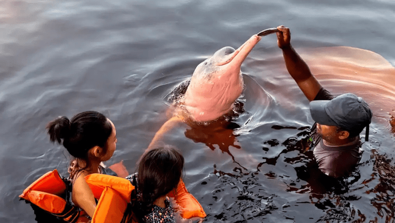 Boto-cor-de-rosa no Rio Negro, perto de Manaus - Foto: Tânia Rêgo/Agência Brasil
Brasileiros estão cada vez mais atentos à sustentabilidade em viagens, aponta pesquisa