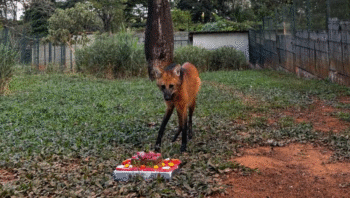 mascote-do-zoologico-de-brasil