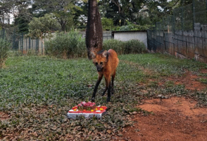 mascote-do-zoologico-de-brasil