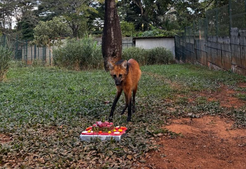 Nesta quinta (22), Atena ganhou um bolo feito de ração, frango, carne e frutas em comemoração ao seu aniversário de 2 anos Foto: (Divulgação/Zoológico)
Mascote do Zoológico de Brasília celebra 2 anos de vida