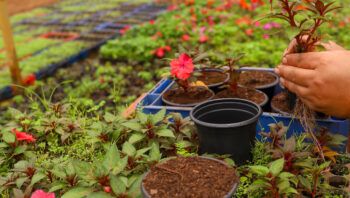 novacap-oferece-curso-gratuito