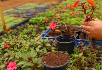 novacap-oferece-curso-gratuito