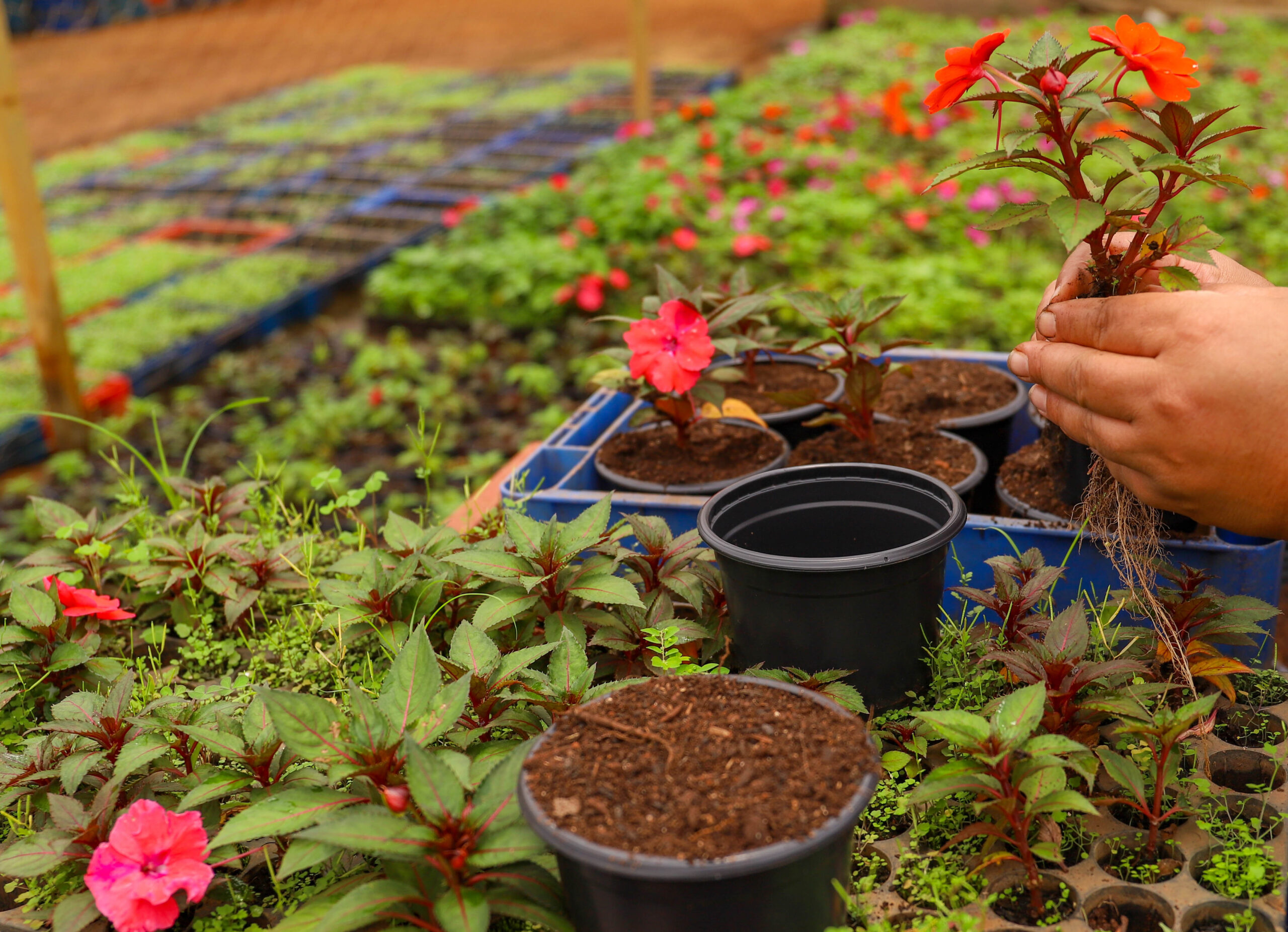 O curso terá 30 vagas distribuídas nos turnos matutino (das 8h às 12h) e vespertino (das 13h às 17h) | Foto: Divulgação/Novacap
Novacap oferece curso gratuito de qualificação profissional em jardinagem